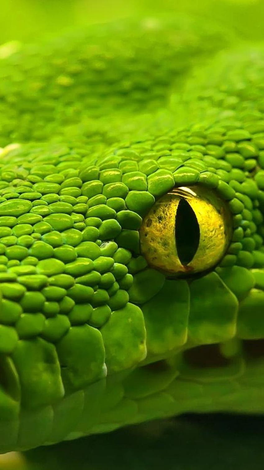 Grüne Schlangenaugen iPhone 6 HD-Handy-Hintergrundbild