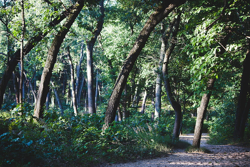 ID: 277557 / 인디애나 듄 국립 호숫가의 낙엽수림을 통과하는 경로, 잎이 무성한 나무 사이의 경로 HD 월페이퍼