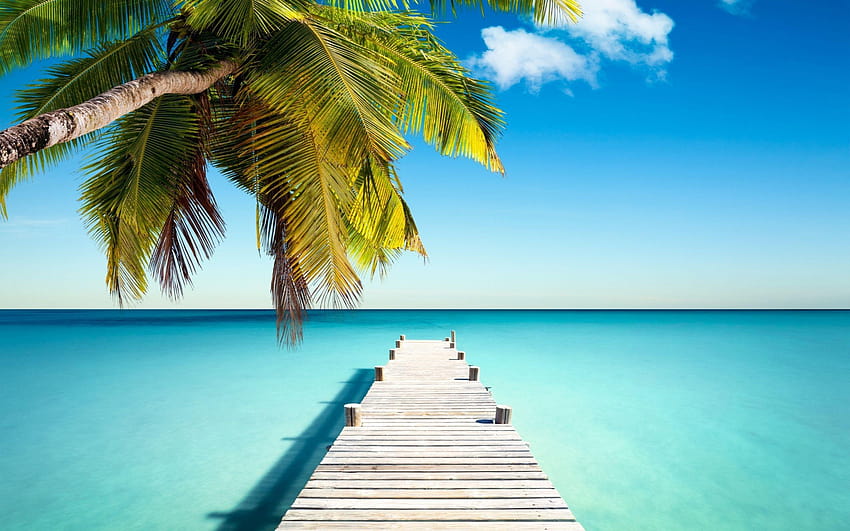 Palm Tree, Boardwalk and the Ocean , palm tree and ocean HD wallpaper