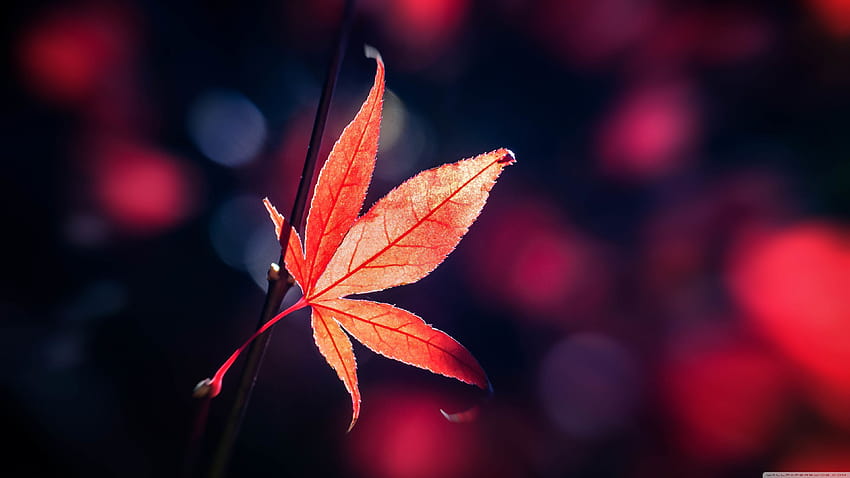 Download wallpaper 800x1420 leaf maple autumn minimalism iphone  se5s5c5 for parallax hd background