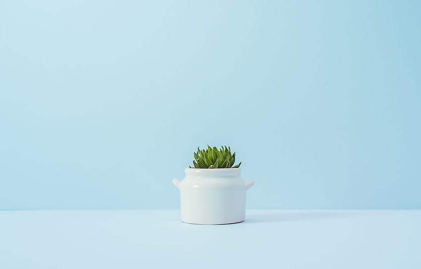 flower, background, blue, plant, a flowerpot , section минимализм HD wallpaper