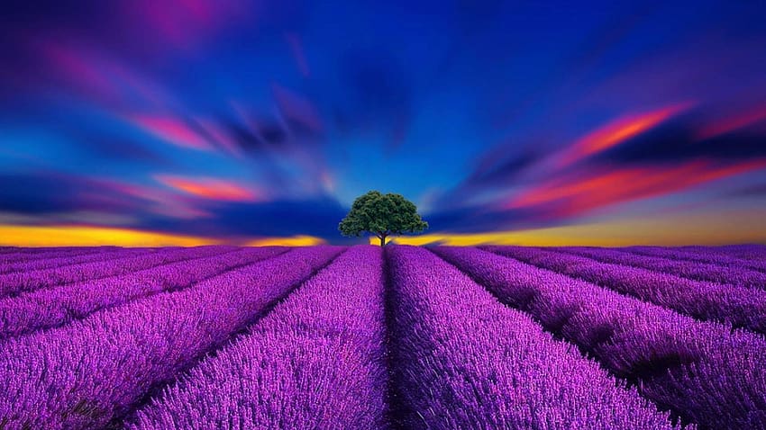 Lavender field, solo tree HD wallpaper | Pxfuel