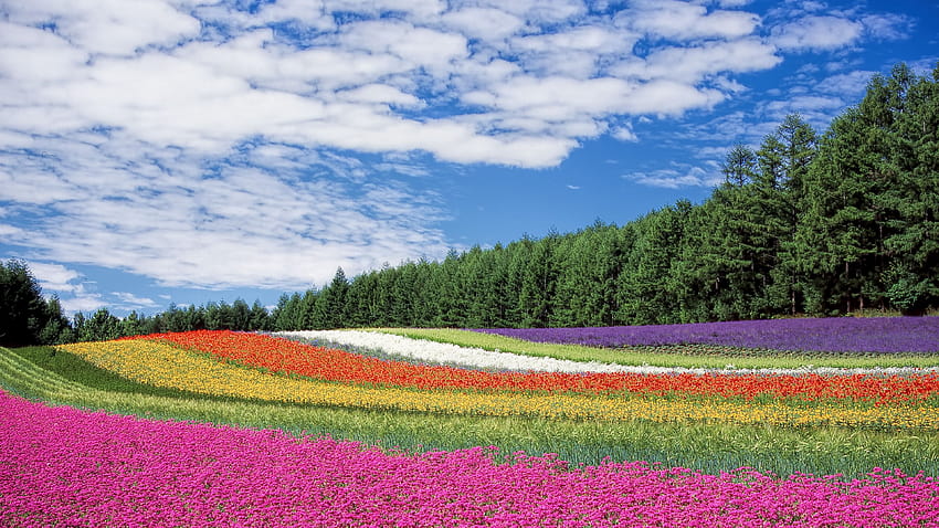 Ściągnij 3840x2160 хоккайдо, япония, цветы, поле обои, картинки, hokkai Tapeta HD