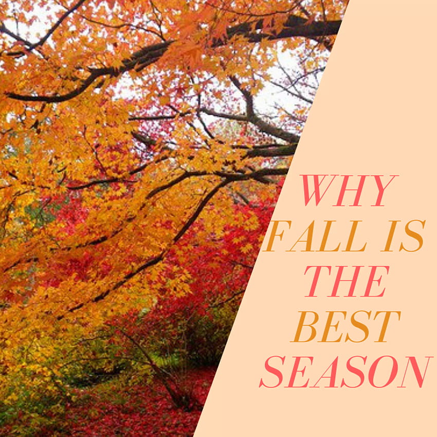 Reasons Why Autumn Is The Best Season HD Phone Wallpaper | Pxfuel