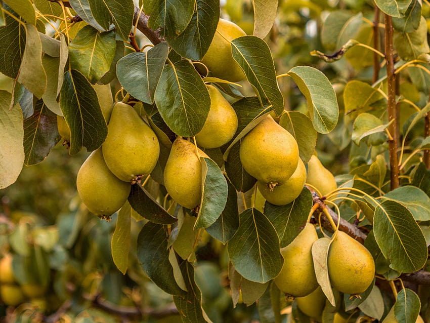 Growing Pear Trees: Tips For The Care Of Pear Trees, pear fruit HD wallpaper