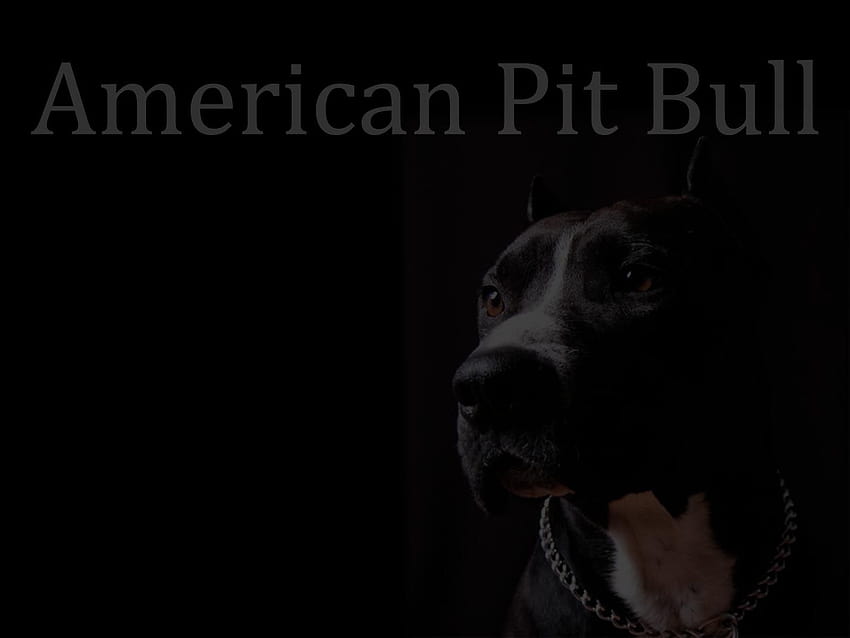 15 American pit bull 762 :: American Pitbull, black pitbull HD wallpaper