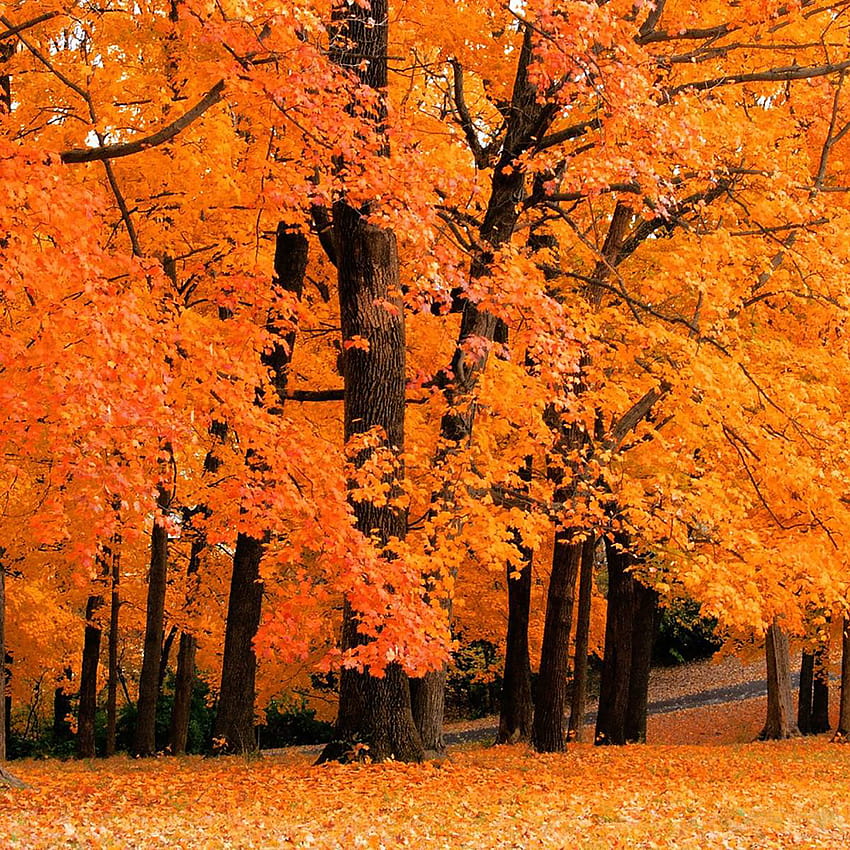 Autumn screensaver deals