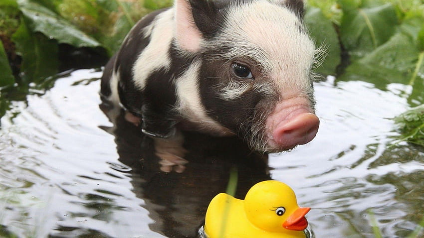 Rubber Ducks, Pigs, Baby Animals, Animals, Water, baby piglet HD wallpaper