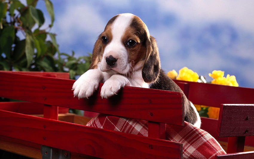 Beagle Puppy, baby beagles HD wallpaper | Pxfuel