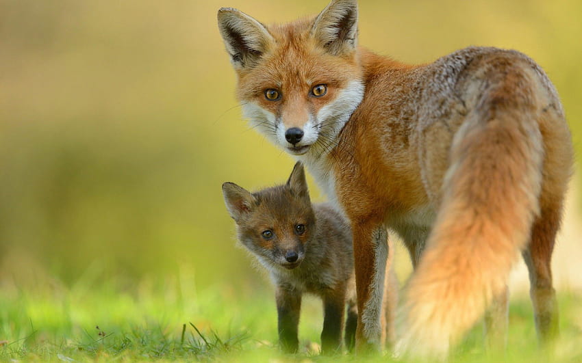 Red Fox & Cute Little Fox : 13 HD wallpaper