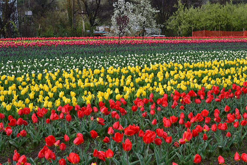 : Jardin des tulipes, jardin des tulipes indira gandhi Fond d'écran HD