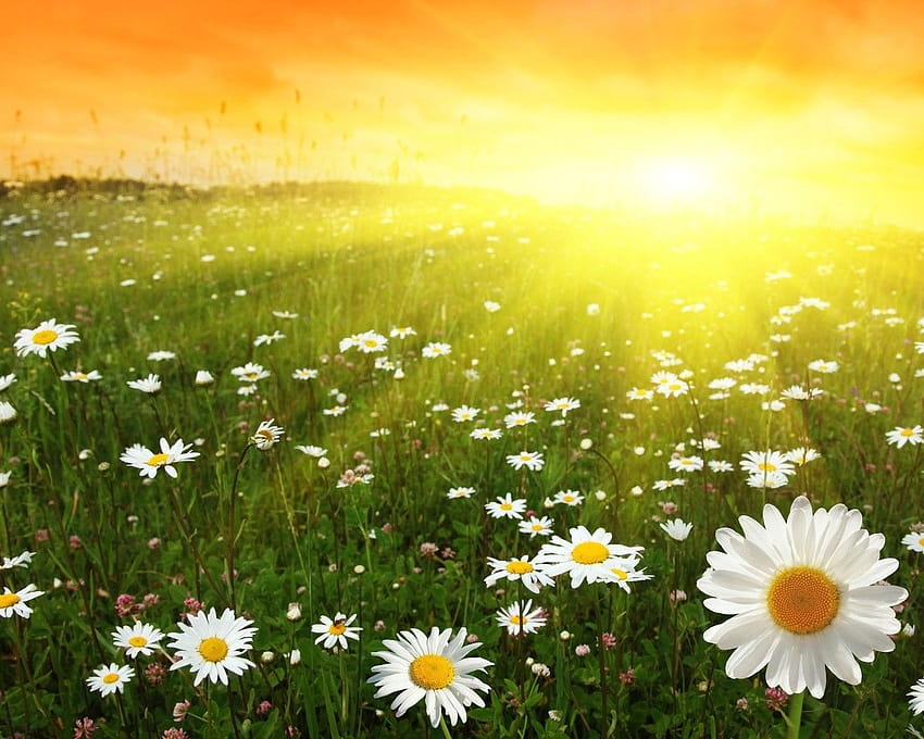 Summer, sun and a field of daisies HD wallpaper