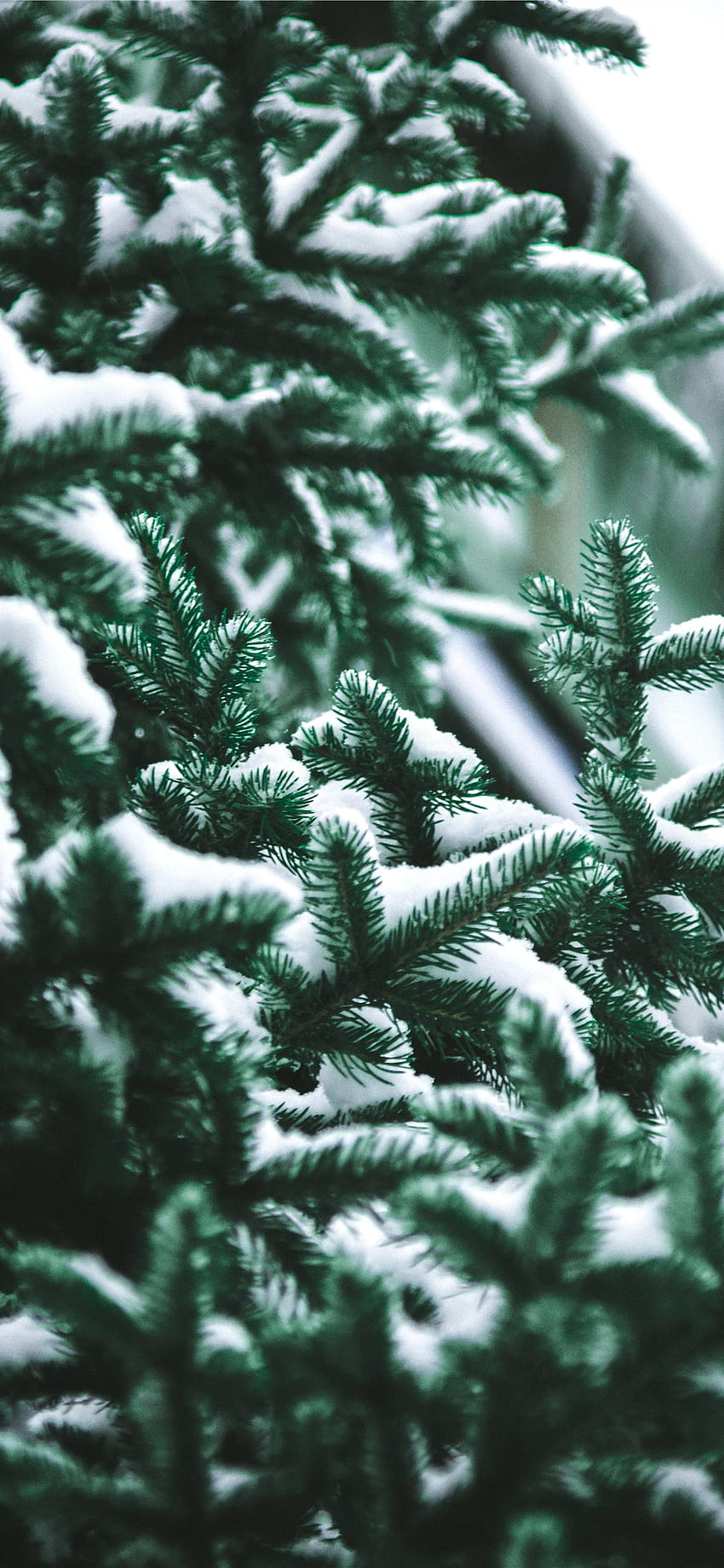 close up graphy of snow covered green pine tr... iPhone X, winter preppy HD phone wallpaper