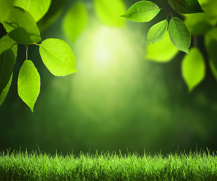 1920x1080px, 1080P Free download | Green Summer Backgrounds, green ...