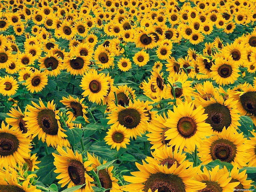 Helianthus Annuus Sunflower HD wallpaper