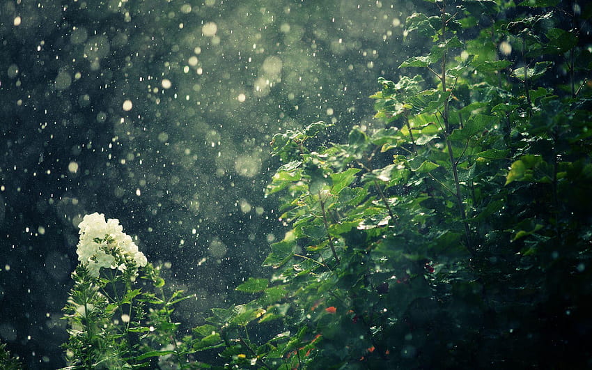 Пълен дъжд и фонове, природа в керала гора бг HD тапет