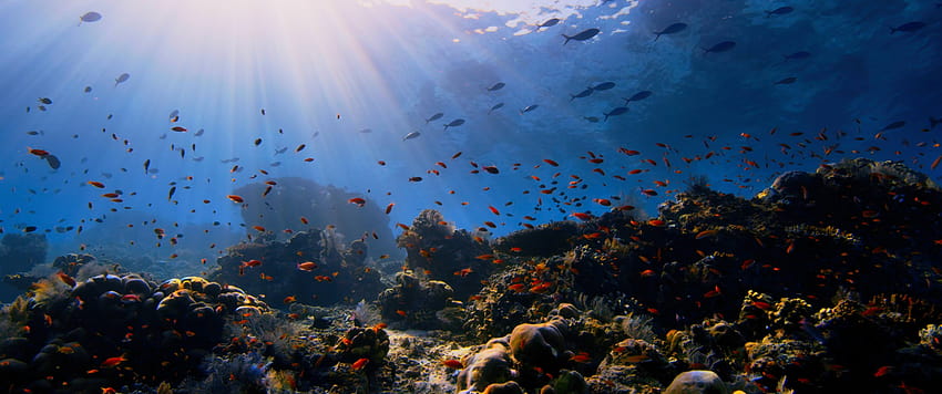 Animal, Récif corallien, Nature, Océan, Extérieur redimensionné par Ze Robot Fond d'écran HD