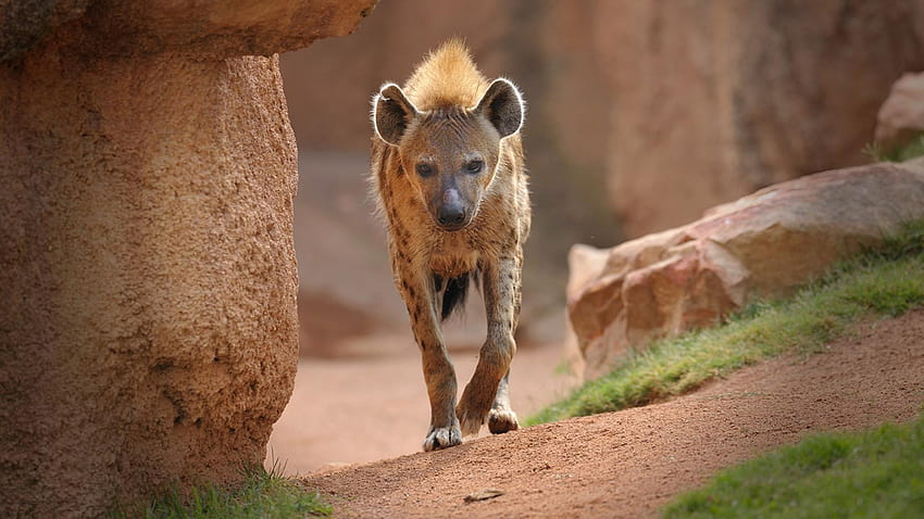 Spotted Hyena, birds of prayer hyena HD wallpaper