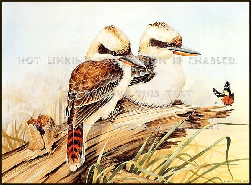 pair of kookaburra's branch two birds HD wallpaper