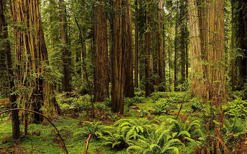 California USA Redwood National And State Parks 2880x1800, redwood national park HD wallpaper