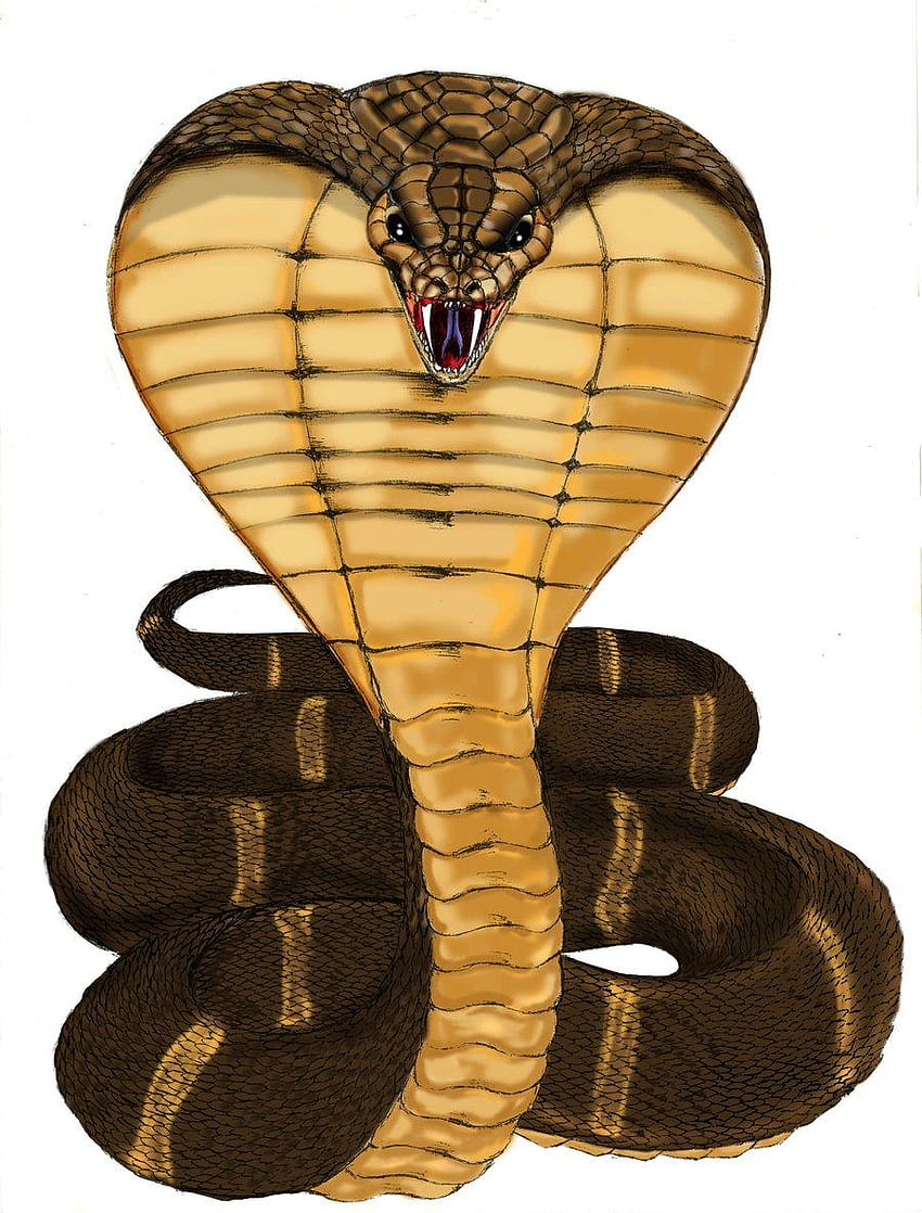 3D Kobra Królewska Wąż Tapeta na telefon HD