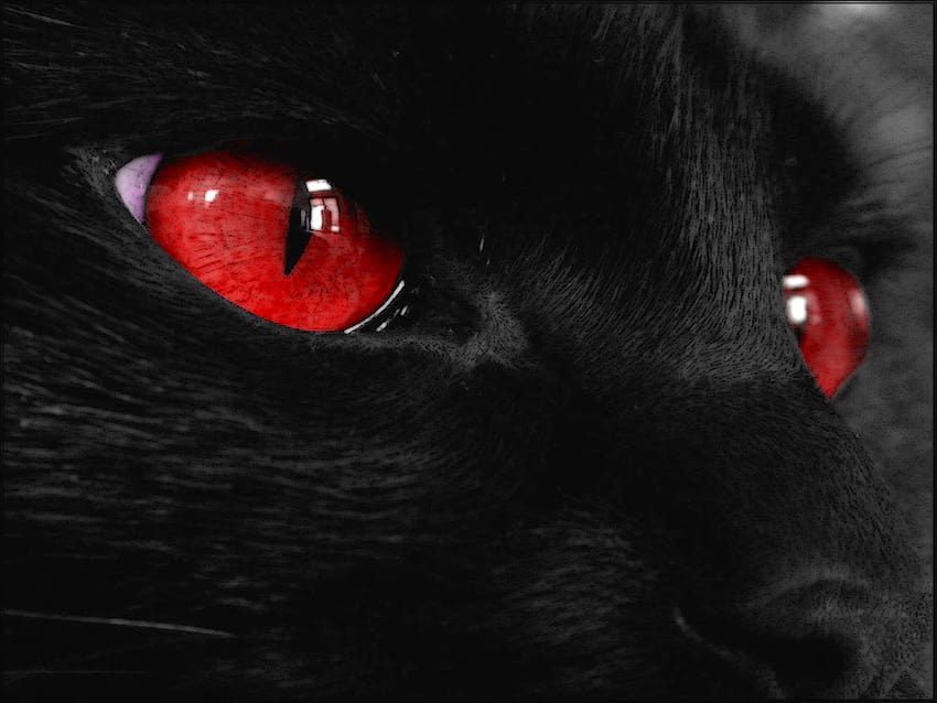 Czarny kot Czerwone oczy Tapeta HD