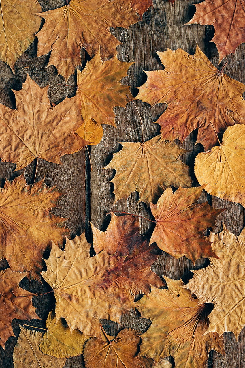 紅葉の背景、茶色の秋の葉 HD電話の壁紙