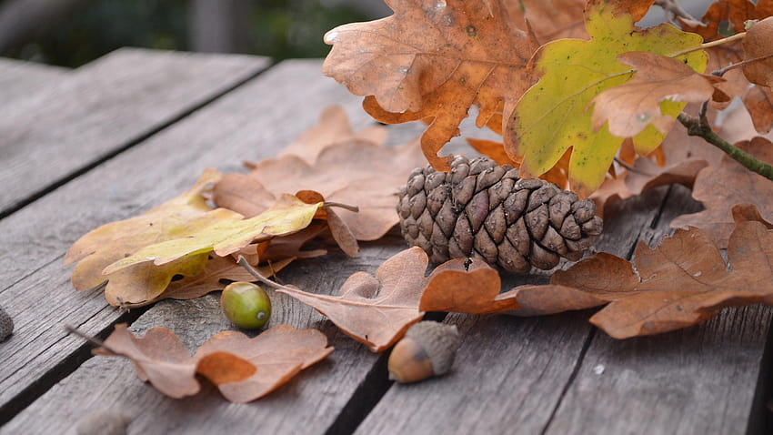 2560x1440 Tannenzapfen, Eichel, Blätter, Herbst HD-Hintergrundbild