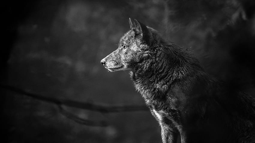 Wolf, black, Animals, gray and black and white HD wallpaper