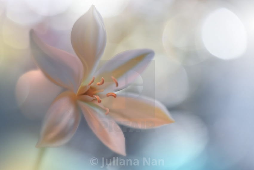 Macro graphy.Floral abstract pastel backgrounds with copy, flowers macro nature blurred HD wallpaper