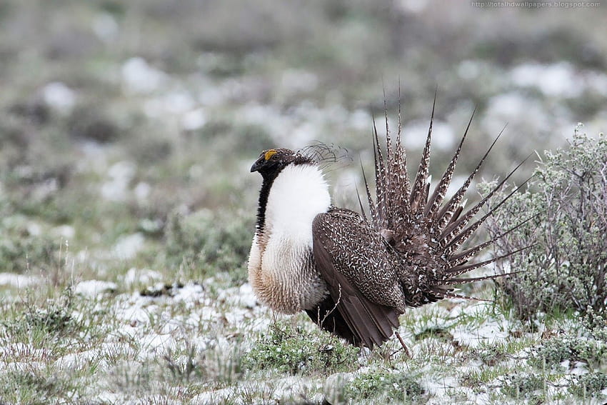 All 2014: Sage Grouse HD wallpaper