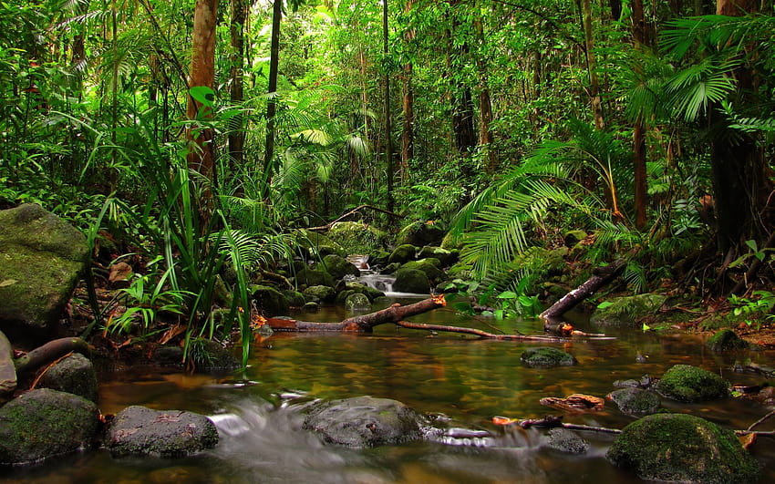 6 Rainy Forest, amazonas HD wallpaper