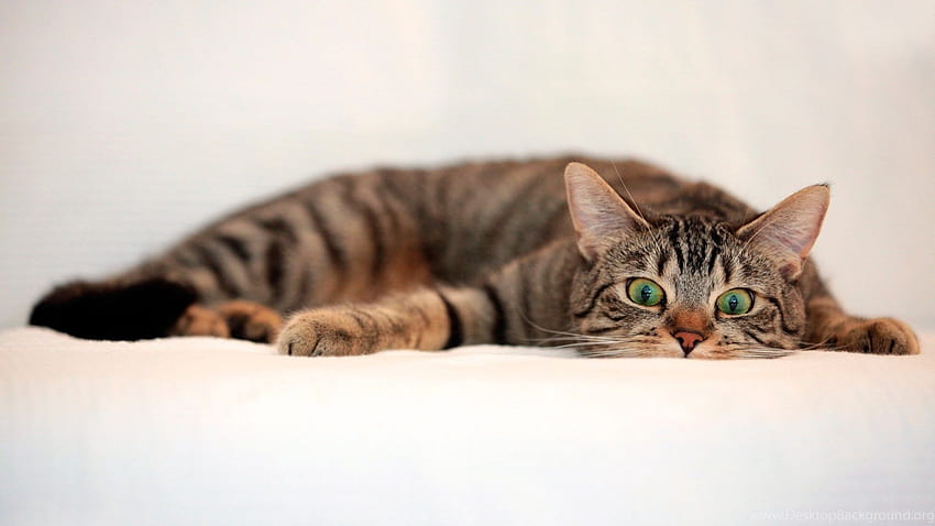Cat Top ...Hintergründe, Katzen-PC HD-Hintergrundbild