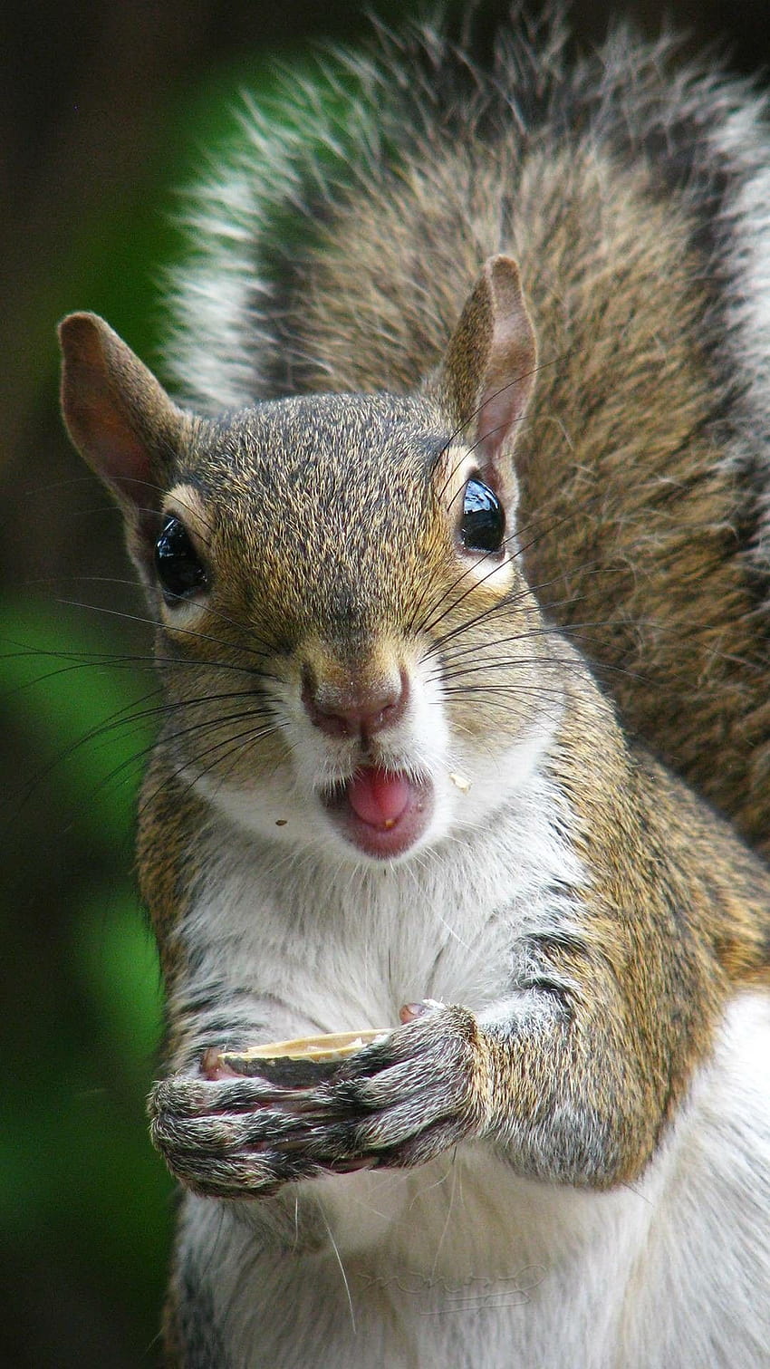 420 Squirrels ideas in 2021, baby squirrel HD phone wallpaper