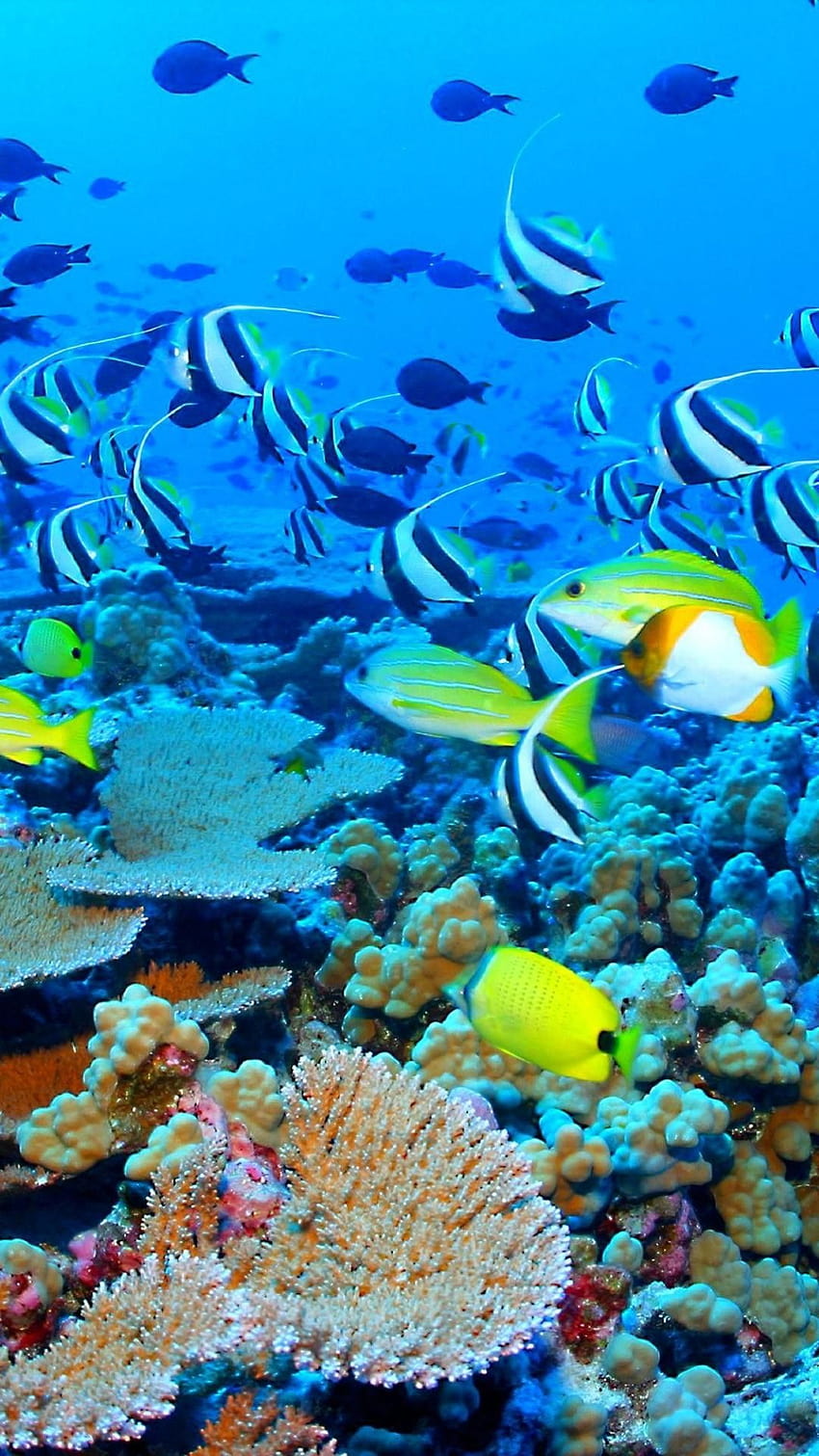 New Great Barrier Reef, the great barrier reef HD phone wallpaper | Pxfuel