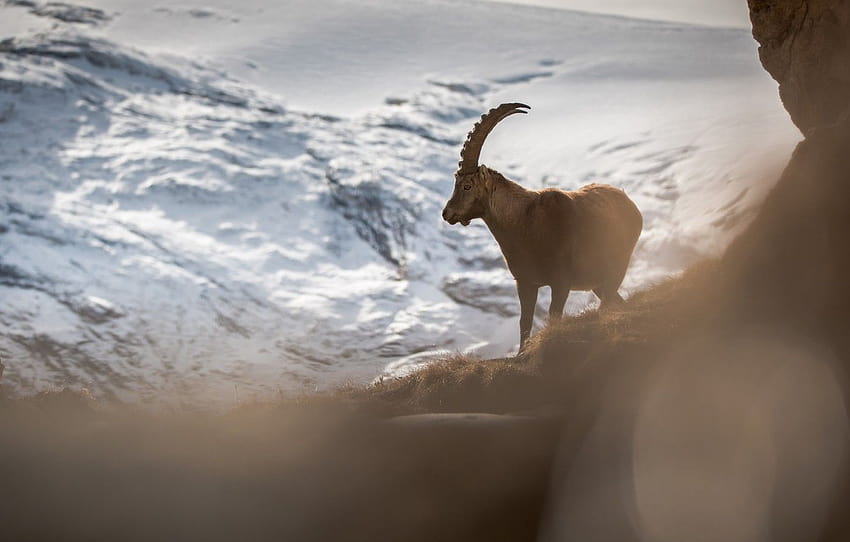winter, snow, mountains, rock, the slopes, view, goat, mountain, bokeh, wild, goat , section животные, winter goat HD wallpaper