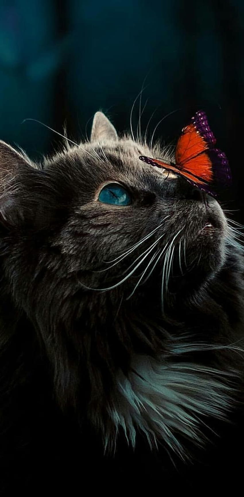 Котка от Samriddhi12, котка и пеперуда HD тапет за телефон