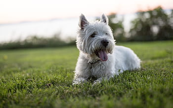 west highland white terrier wallpaper