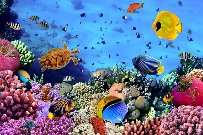 Undersea Resolution HD wallpaper