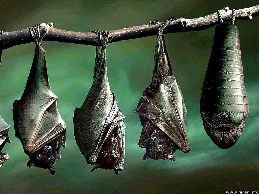 cute bats HD wallpaper