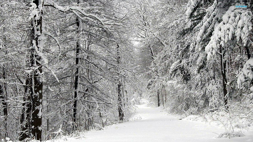 雪に覆われた森、クリスマスの夜の森 高画質の壁紙