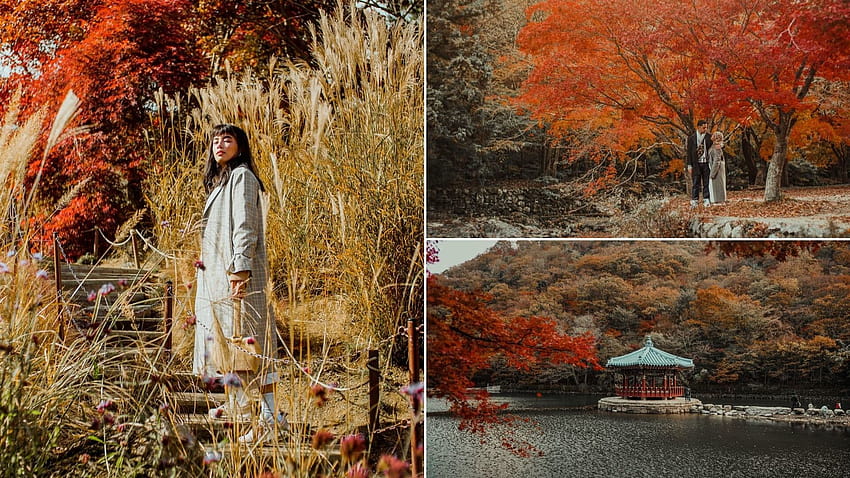 17 That'll Convince You To Explore South Korea This Autumn Season, autumn collage HD wallpaper