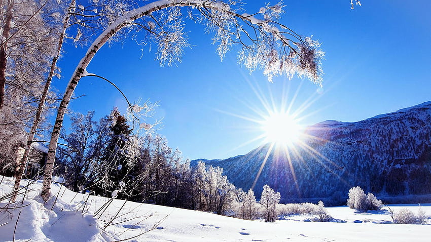 The trees like the winter sun HD wallpaper | Pxfuel