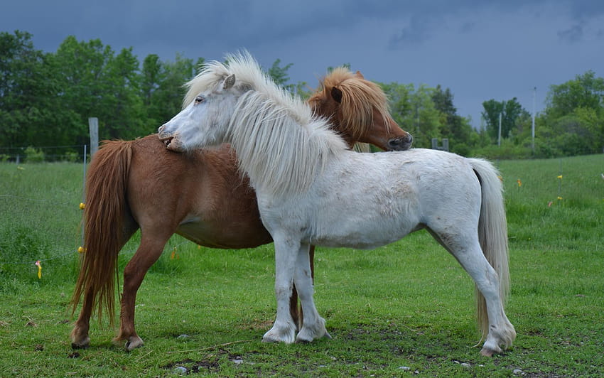 Miniature Horse HD wallpaper | Pxfuel