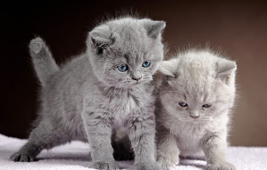 Cats, Kittens, Grey, Two, Animals , section кошки, grey kittens HD wallpaper