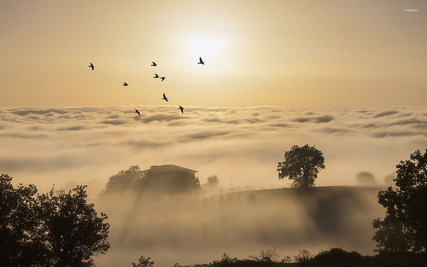 Birds flying above the foggy hills into the sun light HD wallpaper