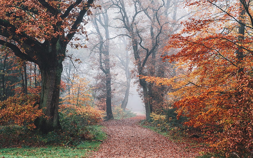 Automne , Forêt, Feuillage d'automne, Arbres, Brumeux, Matin, , Nature Fond d'écran HD