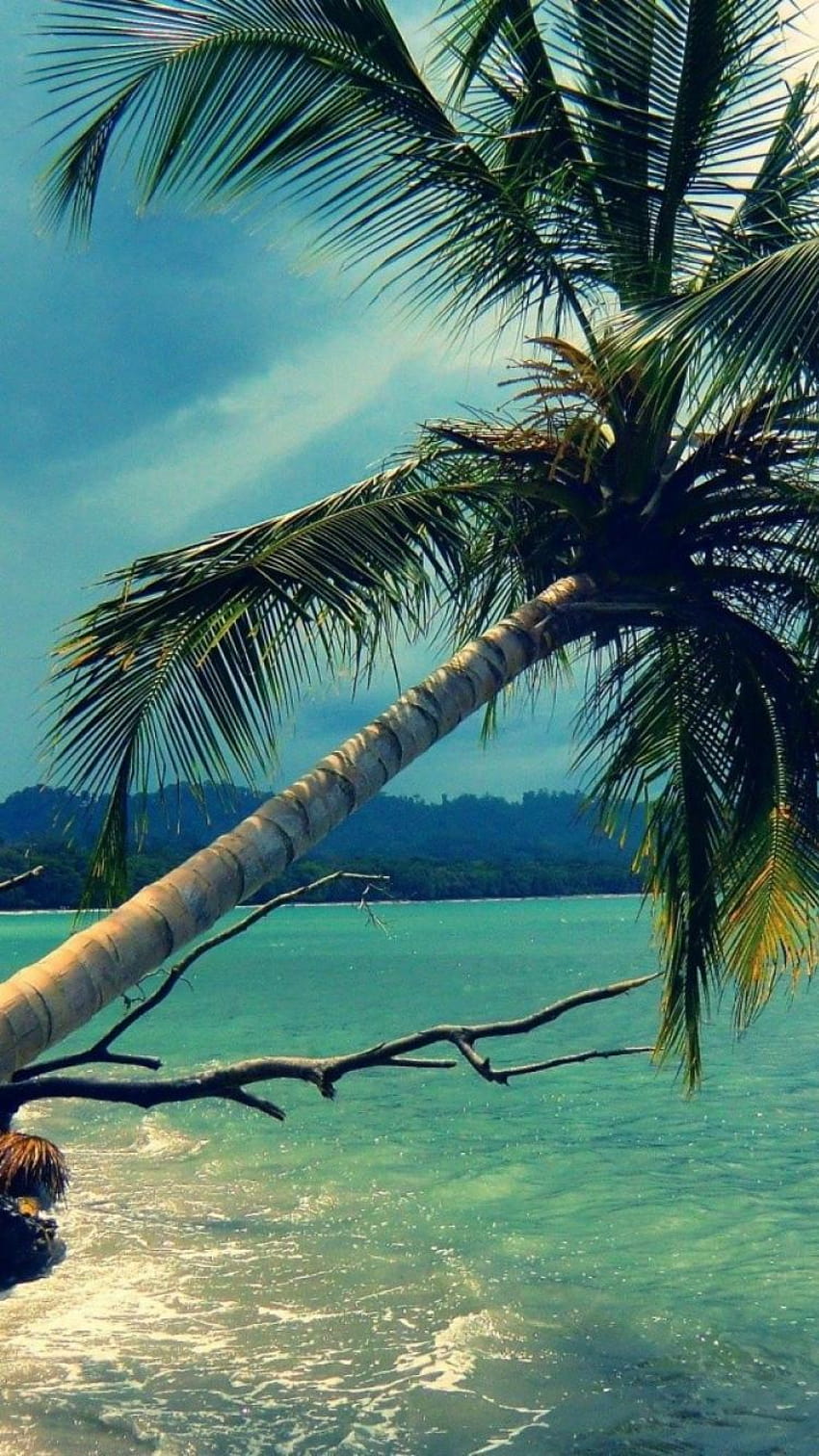해변 코코넛 나무 HD 전화 배경 화면