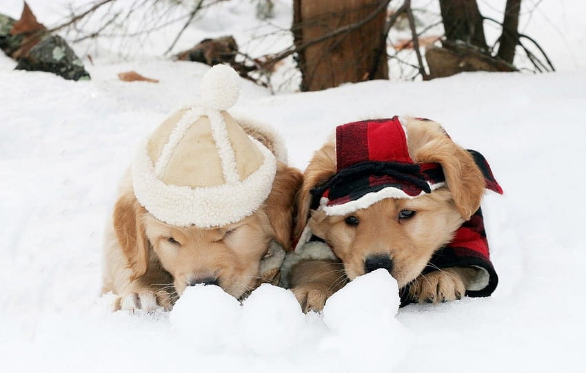 winter, dogs, snow, clothing, the game, puppies, pair, costume, two, friends, two, cap, cute, outfit, snowballs, from lolita777 , section собаки, cute winter puppies HD wallpaper