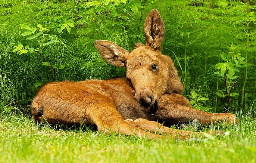 Grass, baby, lies, cub, moose, calf , section животные, baby moose HD ...